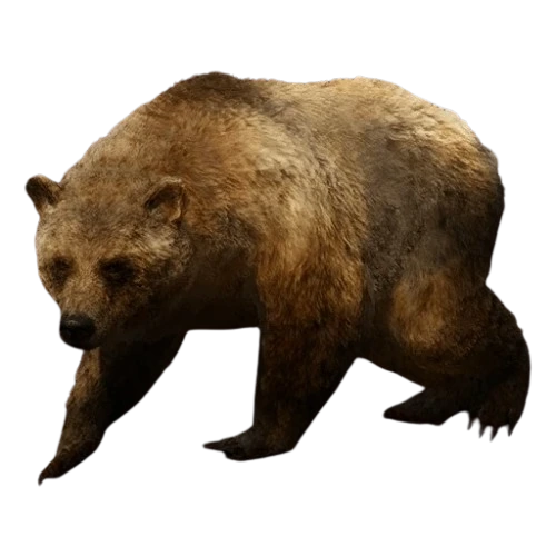 Brown Bear